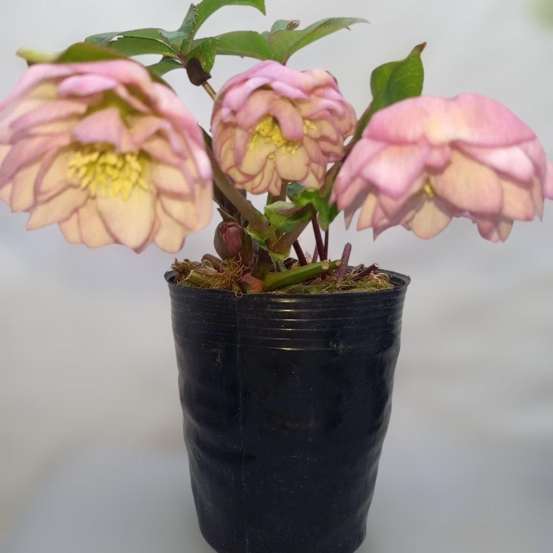 金曜日まで！値下げ！花びらフリンジ系、ひらひら可愛い！クリスマスローズ4個セット