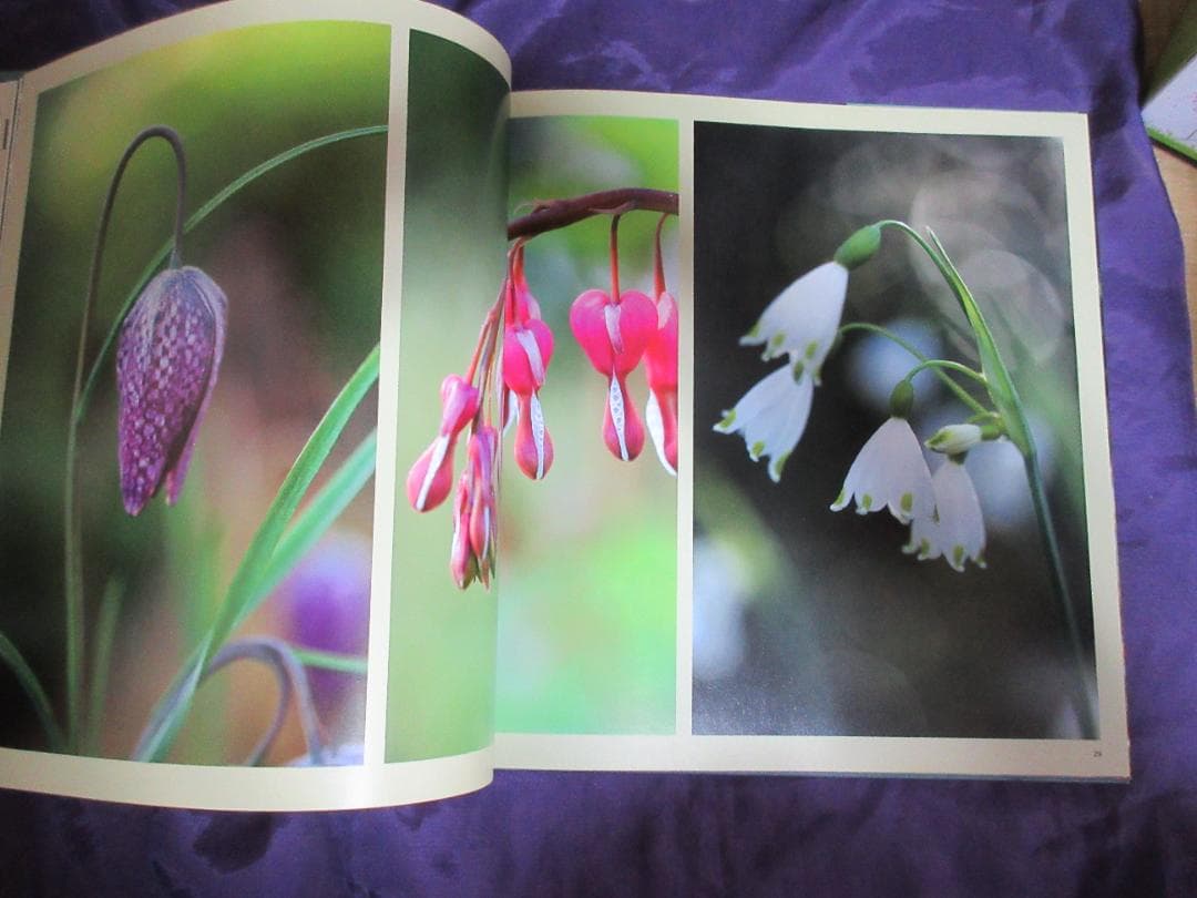 ベス　チャトーの庭の生活の年（　写真集　英語）