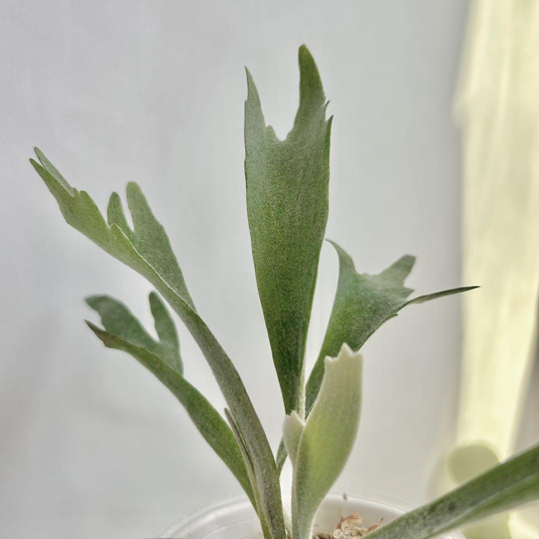 【第四種郵便】P. Willinckii Spur(TC) 【40】