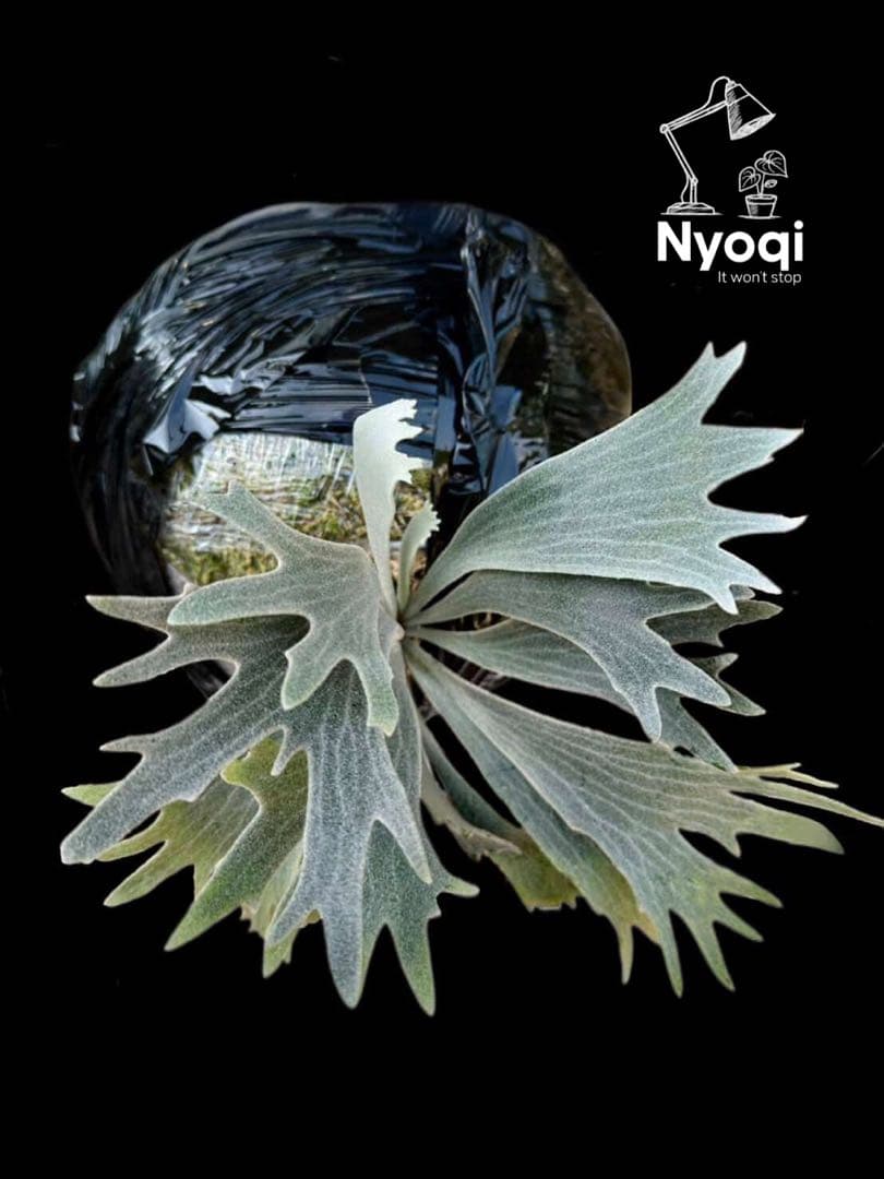 【第四種郵便】P. Willinckii Spur(TC) 【40】