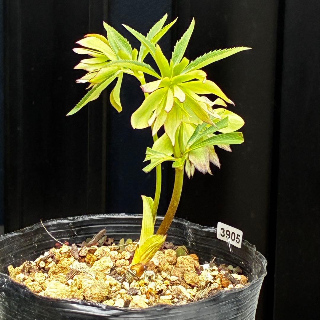 3905☘️1年間管理株☘️⭐️hercegovinus x multifidus⭐️