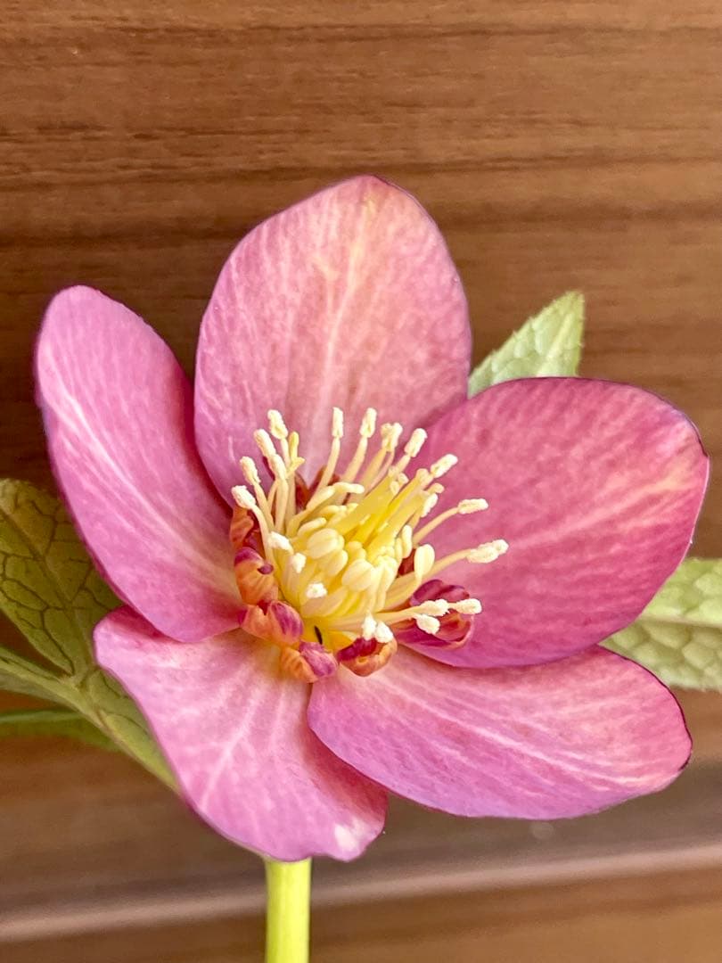 クリスマスローズ苗❣️原62 アトロルーベンス系　赤ピンクオーレア　sd?ss?