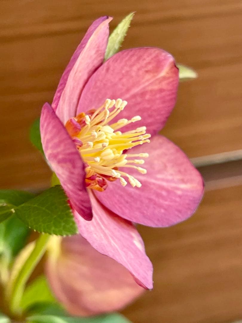 クリスマスローズ苗❣️原62 アトロルーベンス系　赤ピンクオーレア　sd?ss?