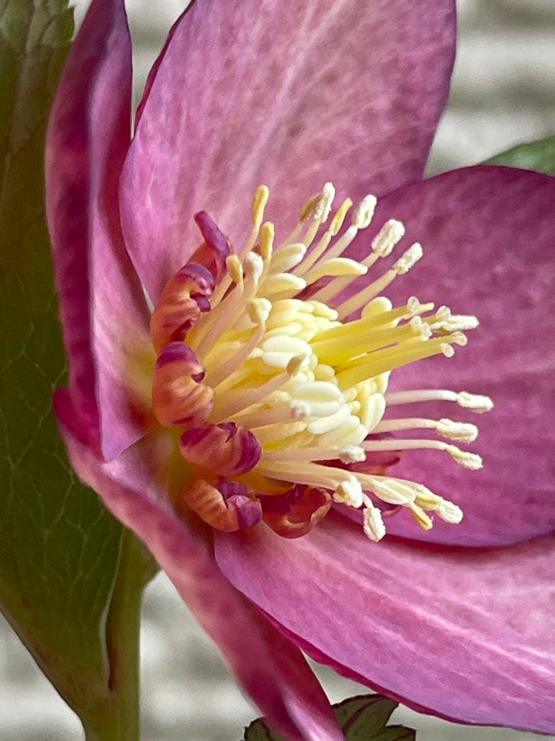 クリスマスローズ苗❣️原62 アトロルーベンス系　赤ピンクオーレア　sd?ss?