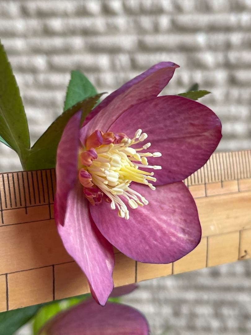 クリスマスローズ苗❣️原62 アトロルーベンス系　赤ピンクオーレア　sd?ss?