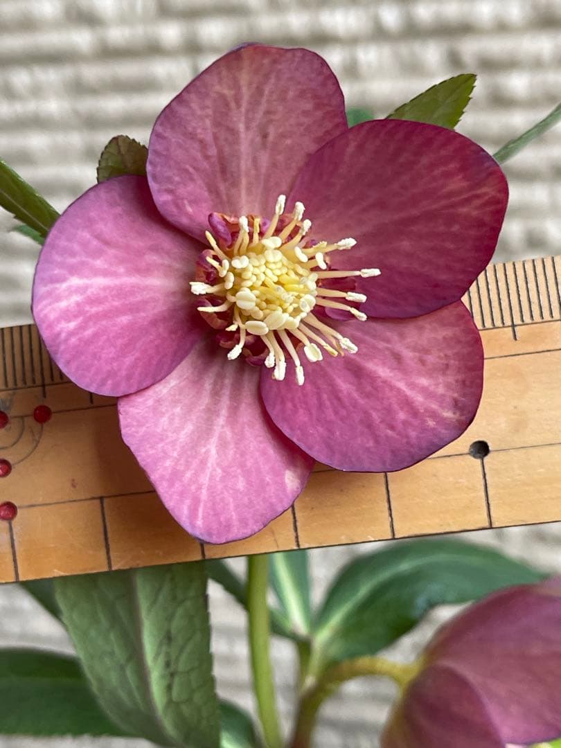 クリスマスローズ苗❣️原62 アトロルーベンス系　赤ピンクオーレア　sd?ss?