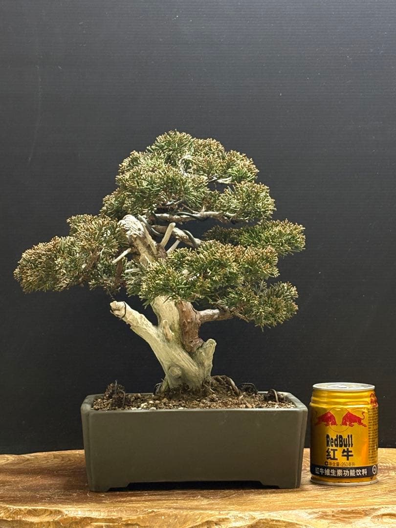 [サービス盆栽]真柏