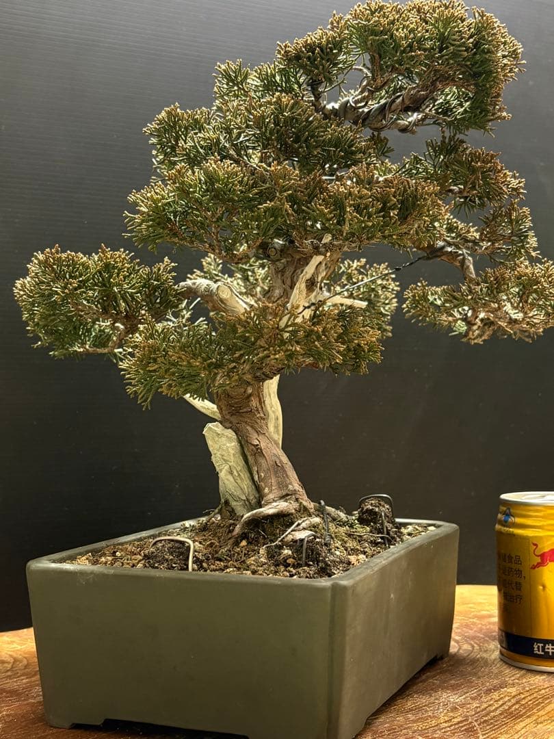 [サービス盆栽]真柏