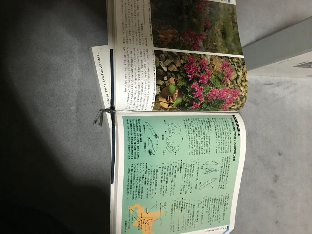 日本の野草　日本の高山植物　山と渓谷社　WILD FLOWERS JAPAN