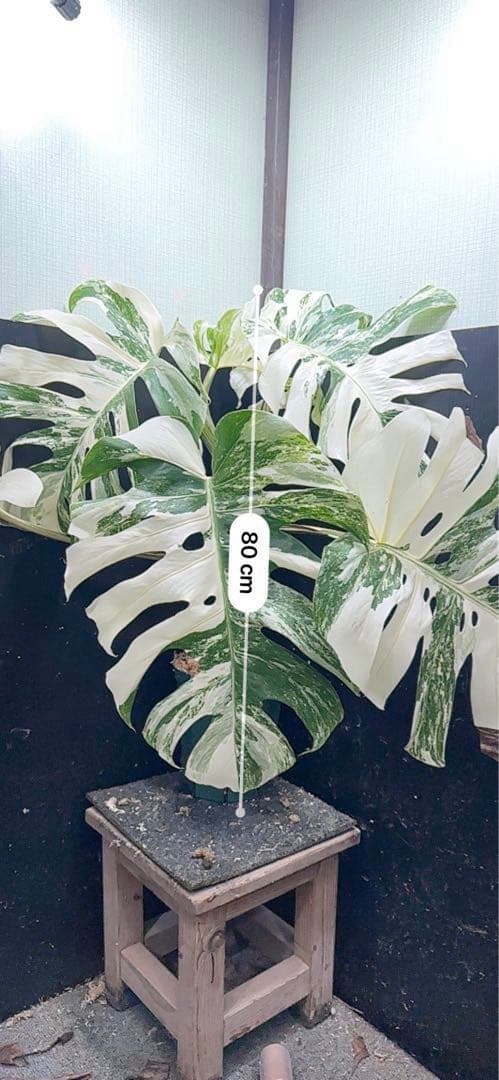 斑入りモンステラ ホワイトタイガー極美大株80cm白斑多