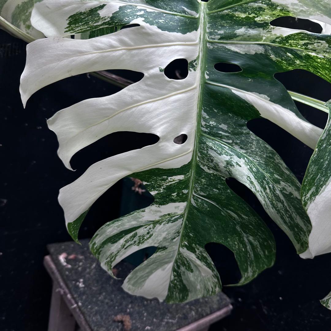 斑入りモンステラ ホワイトタイガー極美大株80cm白斑多