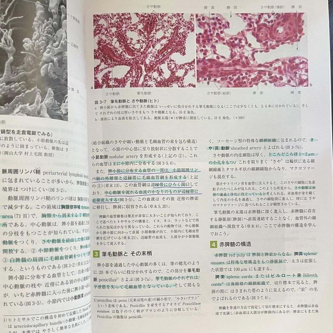 ❤️大特価❤️標準　組織学 各論 第5版　医学　藤田 尚男　医療　薬学