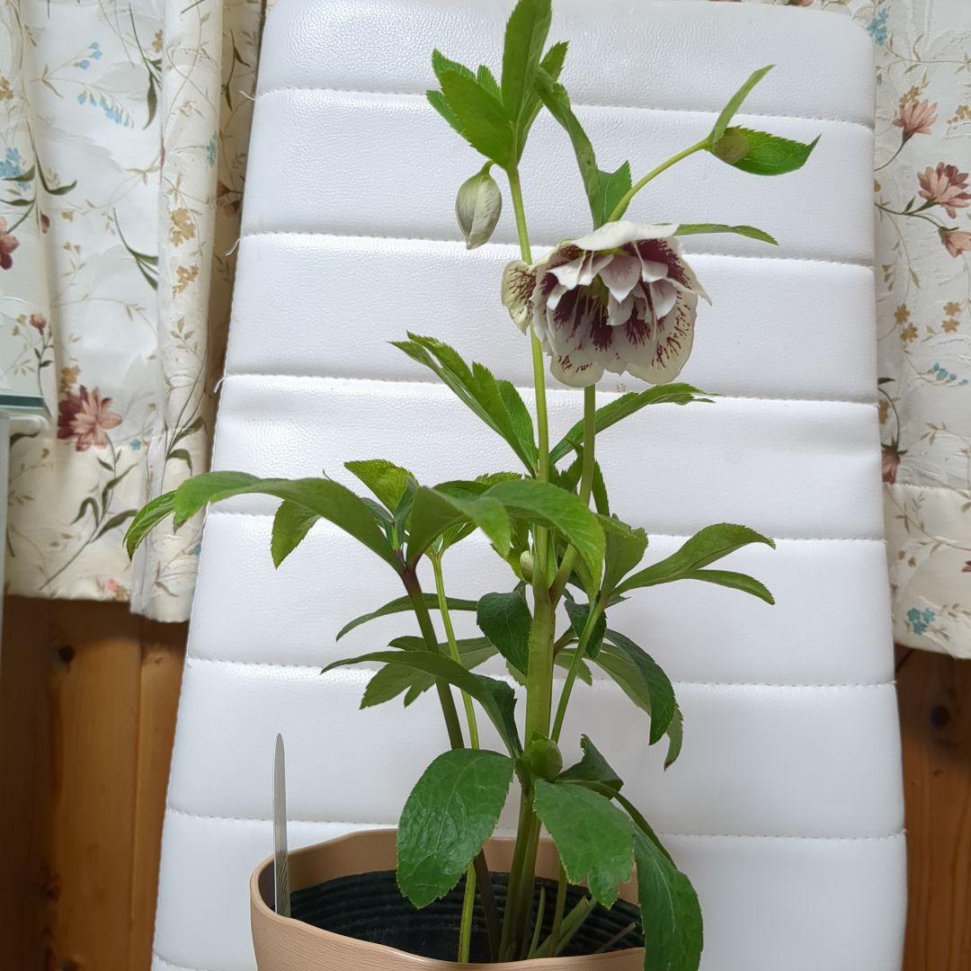 華やか♡クリスマスローズのセット　2鉢セット