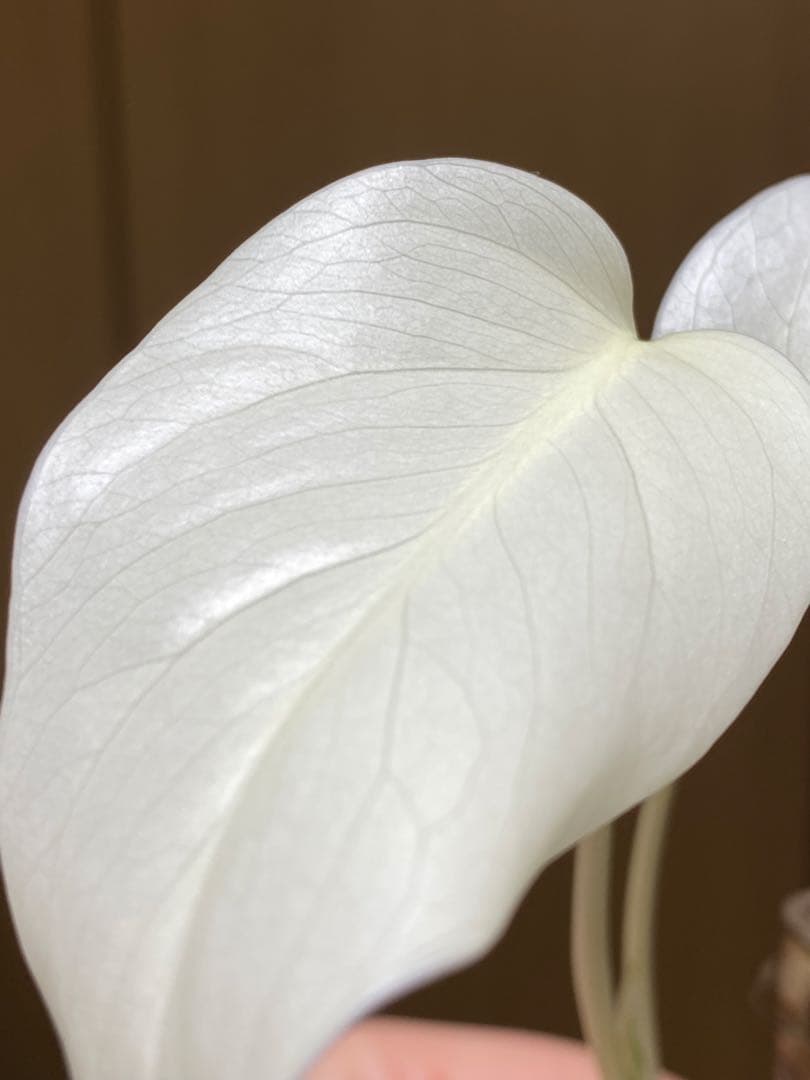 オ*ジ様 ②【フルムーン‼️】モンステラ　ボルシギアナ　ホワイトタイガー　斑入り