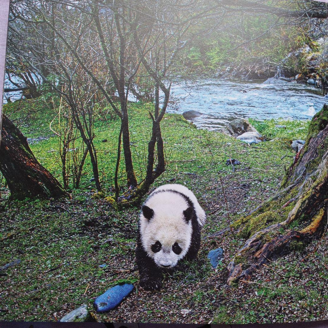 【レア品！新品・未使用品】和花ちゃん視点の限定品写真集「大熊猫的朋友圏」