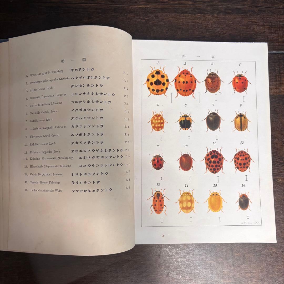 【初版】戦前古書　原色　日本の甲蟲　農学博士　横山桐郎　昆虫　昔の図鑑　戦前