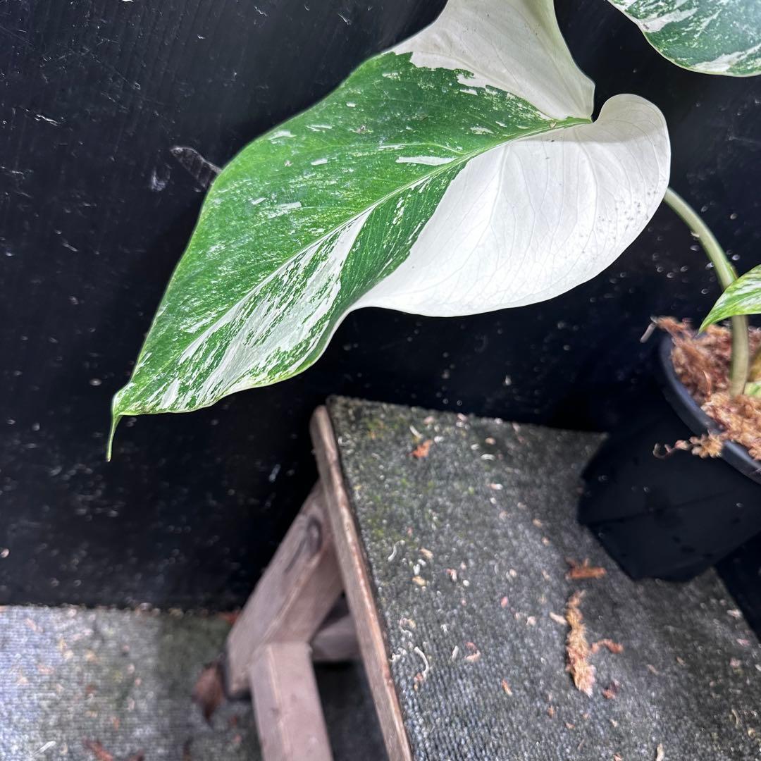 m*u様 斑入りモンステラ ホワイトタイガー極美大株42cm白斑多