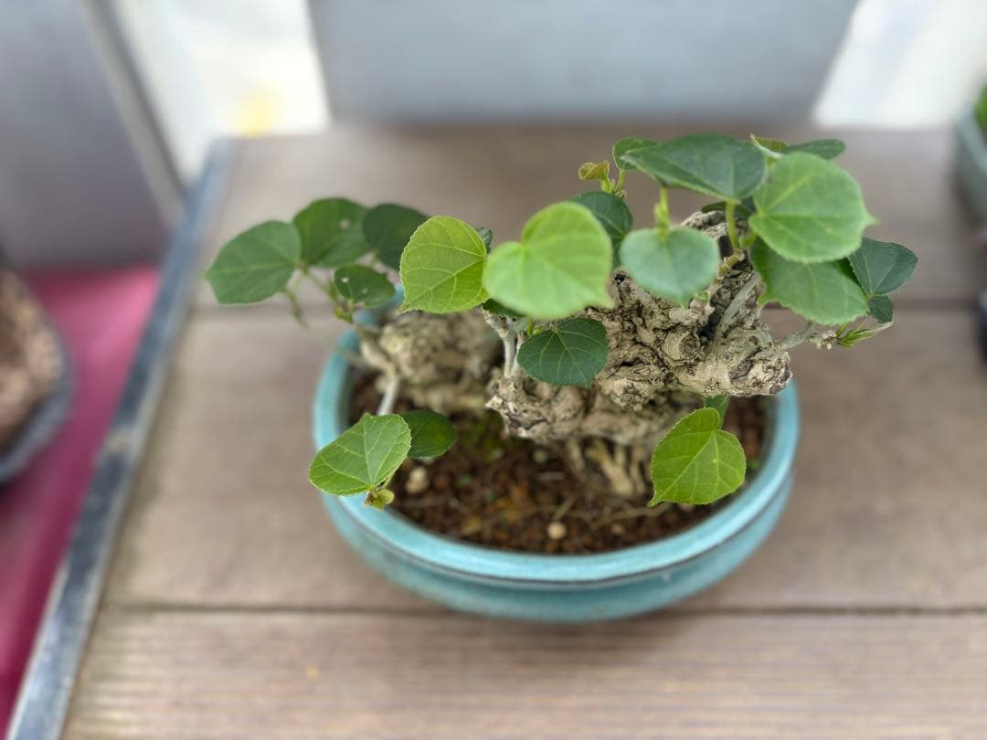 オオハマボウ　オキナワ　琉球盆栽　幹◎根張り◎肌質◎形◎綺麗なハート型の葉