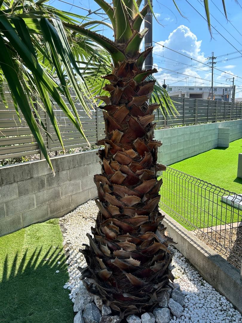 ワシントンヤシ　植木　引き取り限定