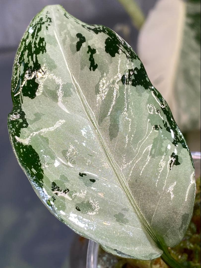 アグラオネ マピクタム　TZ便 Aglaonema pictum \"鳳翔 \"