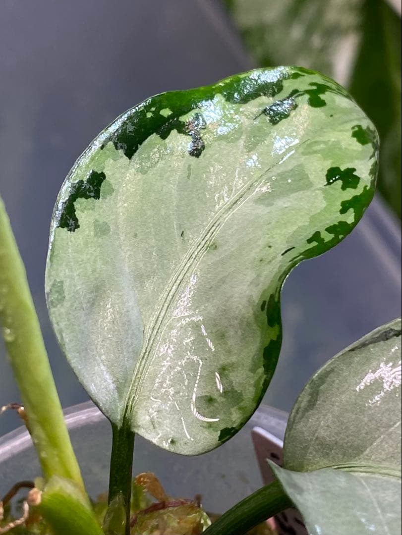 アグラオネ マピクタム　TZ便 Aglaonema pictum \"鳳翔 \"