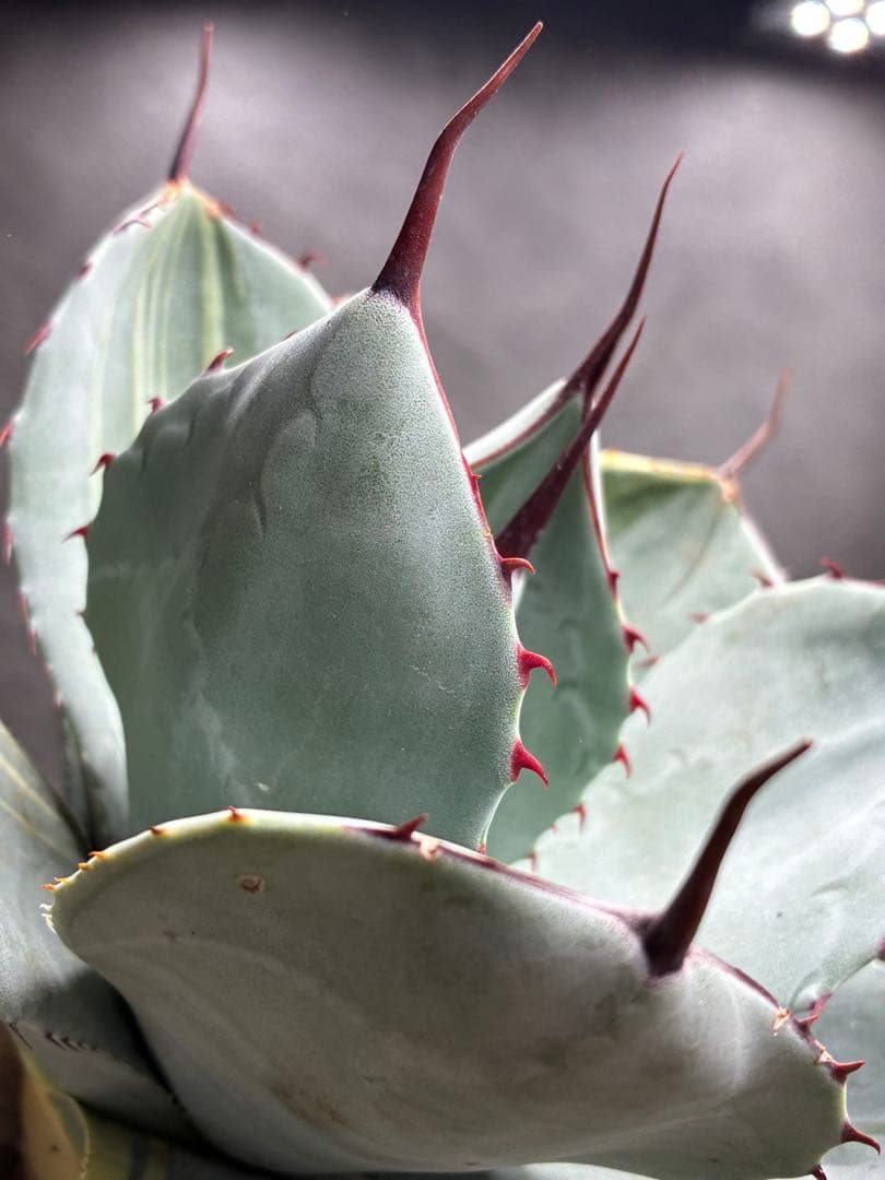 K*I様 アガベ 「特選パリー」トランカータスーパー コンパクト　精品