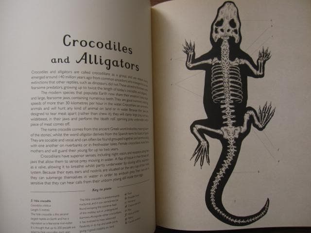 アート・デザイン・音楽 Animalium: Welcome to the Museum