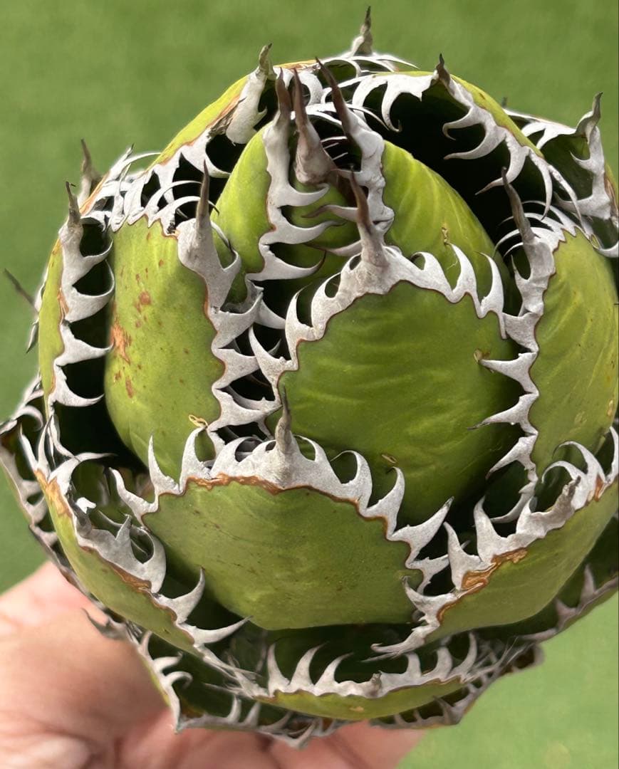 【優良SS級特選株】最強ホリダ極上株②強棘 狂棘　根付き