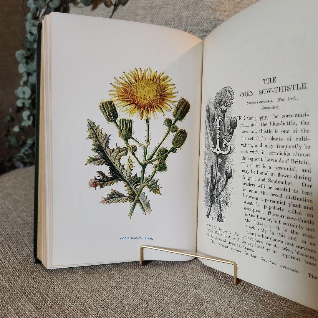 植物図鑑　洋書　古書　アンティーク　Familar Wild Flowers①