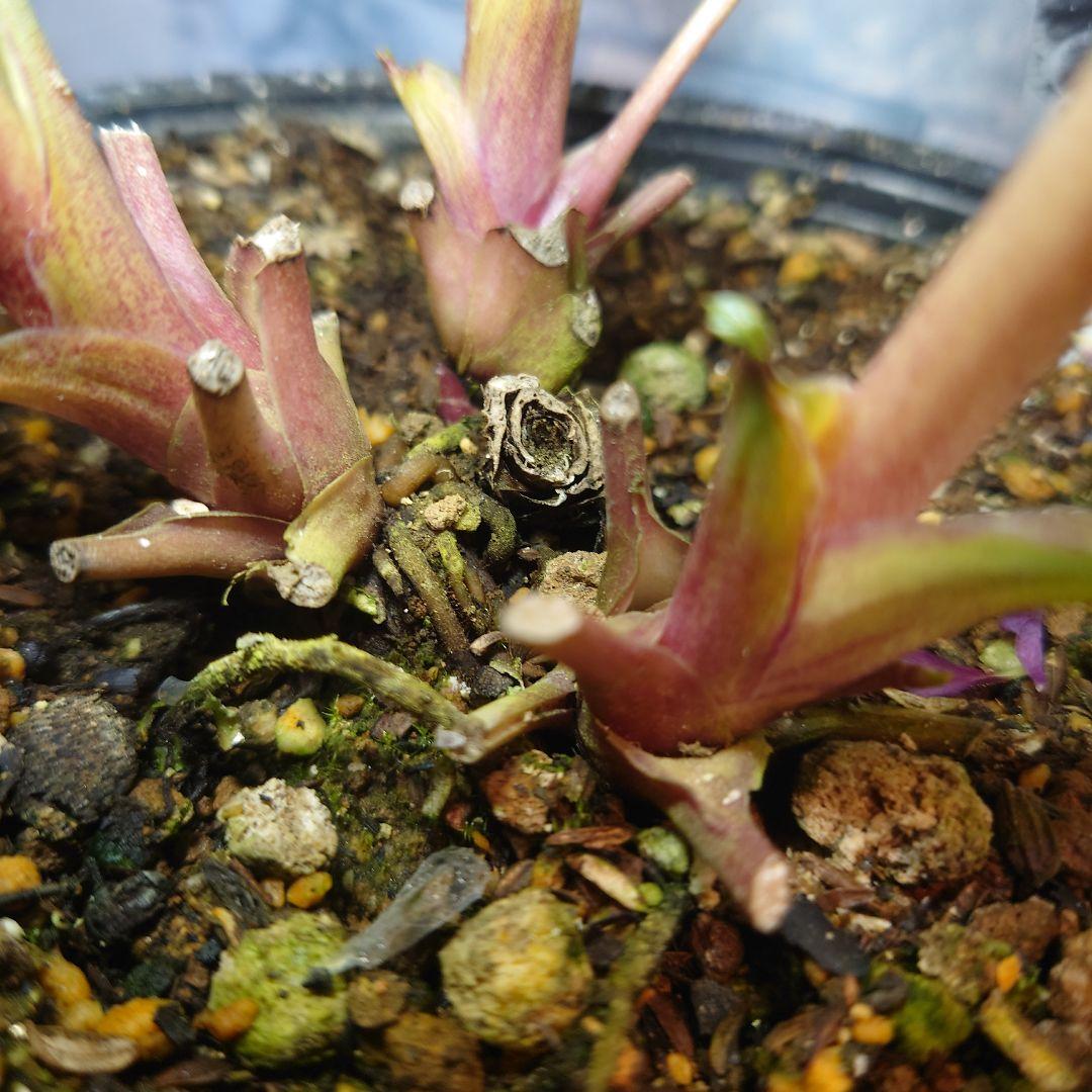 衛*様 ☀️ クリスマスローズ開花株☀️ 6号スリットポット植え ☀