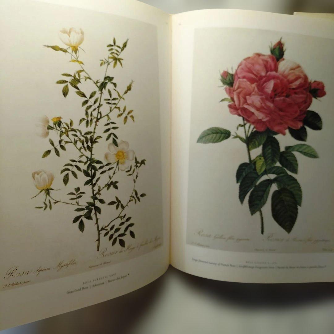 REDUTE ルドゥーテ　バラ