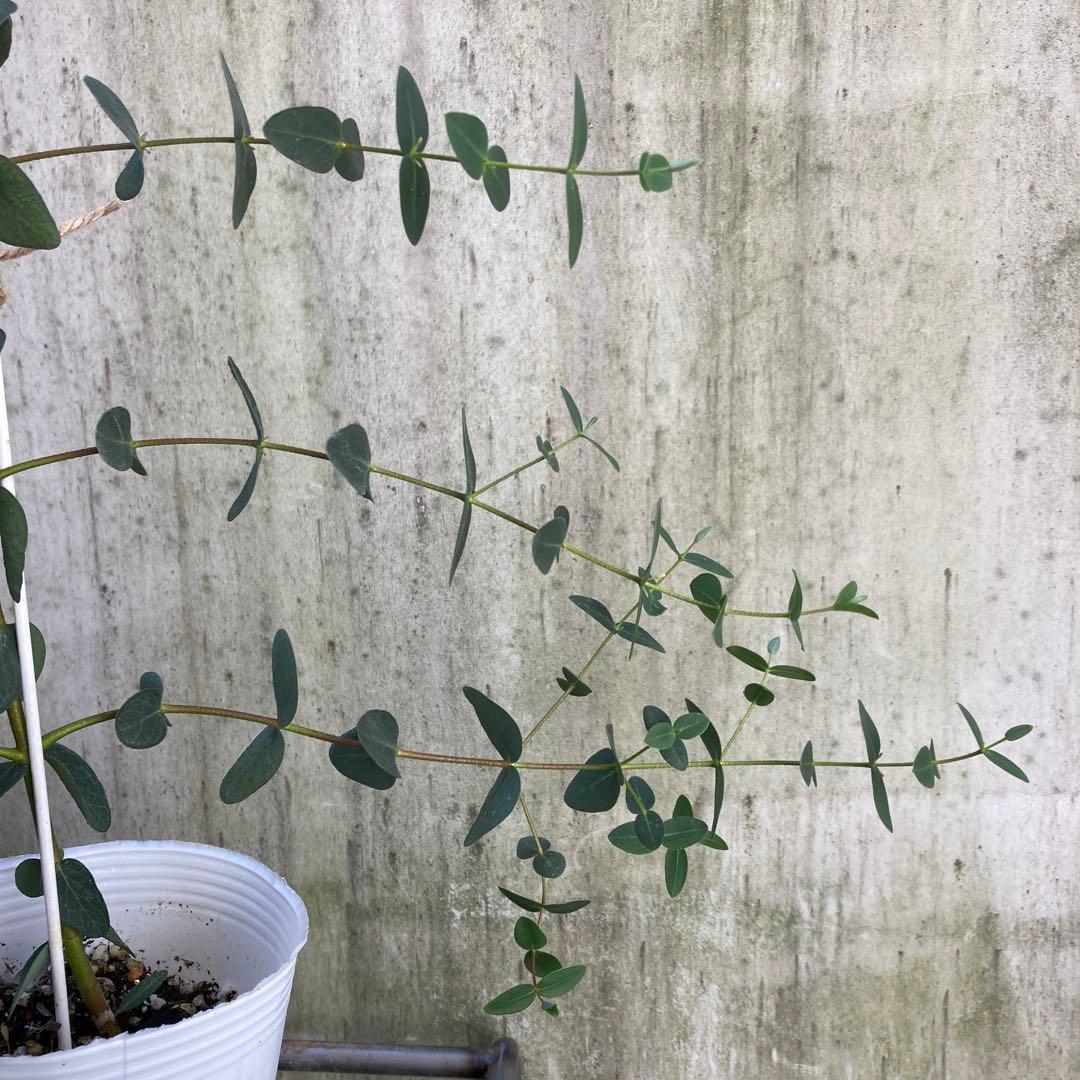 【SPRING SALE】③ユーカリ・パルブラ　パルビフォリア♡