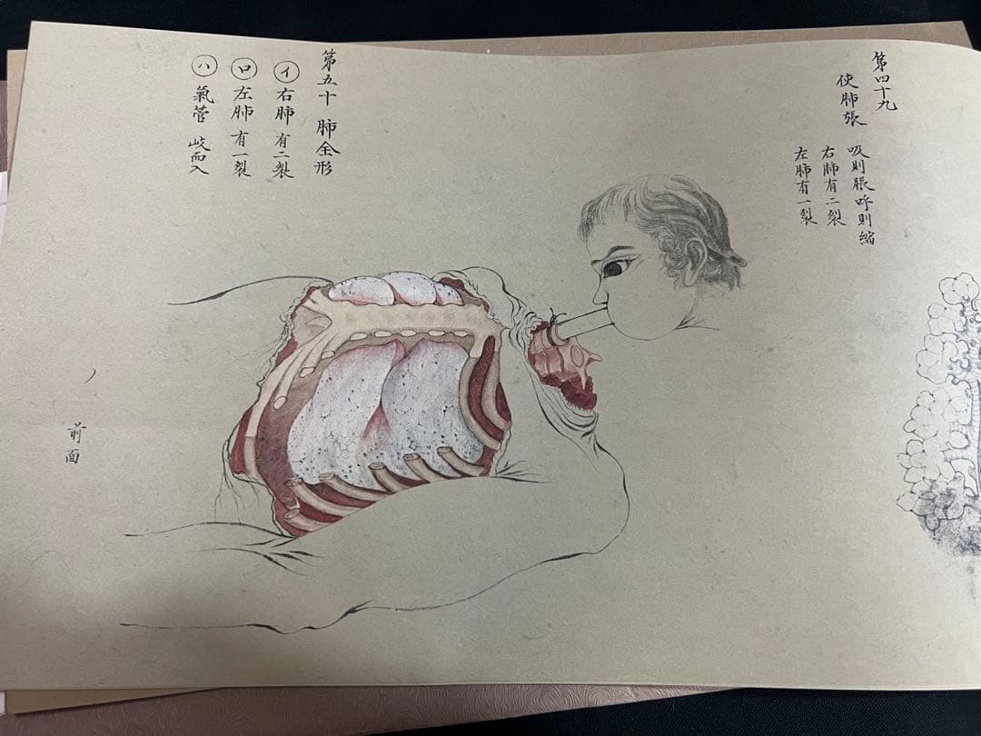 『解剖存真図』「胃・腸編」「肺・心臓編」「脳・神経編」カラー複製 3点◆腑分け