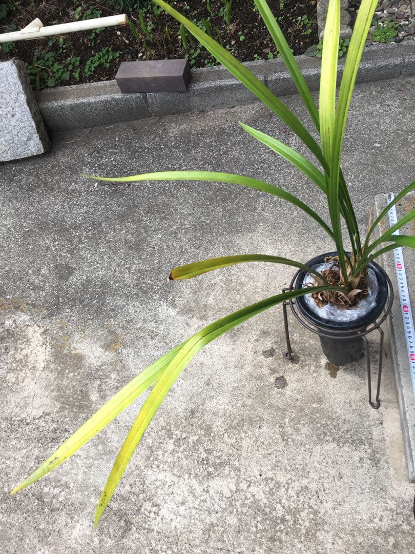 寒蘭　藤娘　花芽2付き　4本＋古芋1