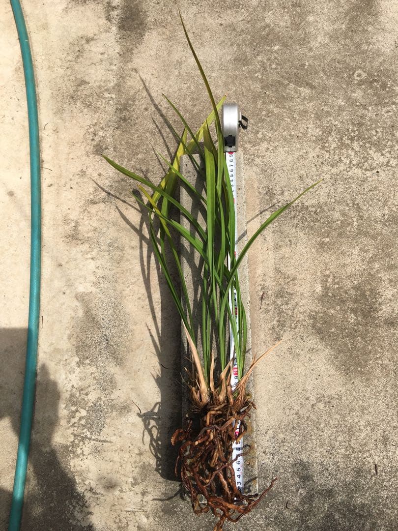 寒蘭　藤娘　花芽2付き　4本＋古芋1