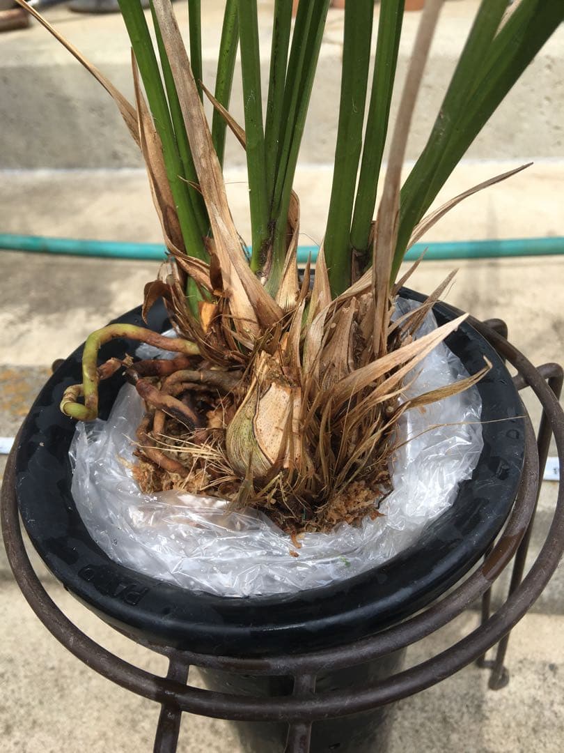 寒蘭　藤娘　花芽2付き　4本＋古芋1