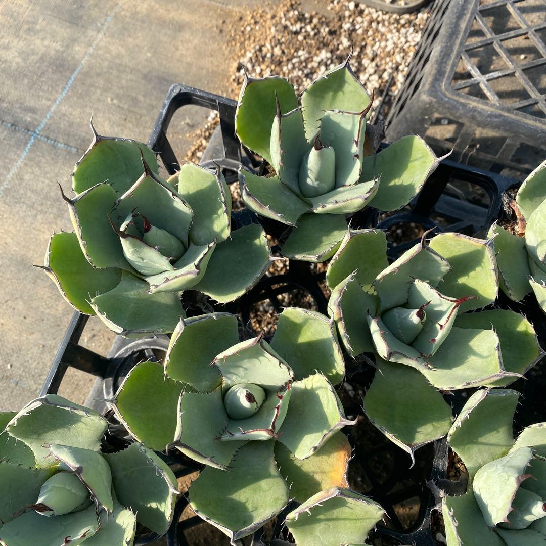 アガベ　パリートランカータ　メリクロン20個