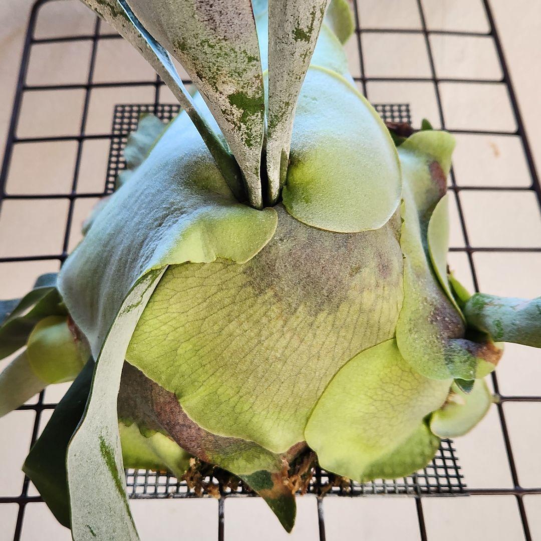 ビカクシダ コウモリラン ペガサス ➁