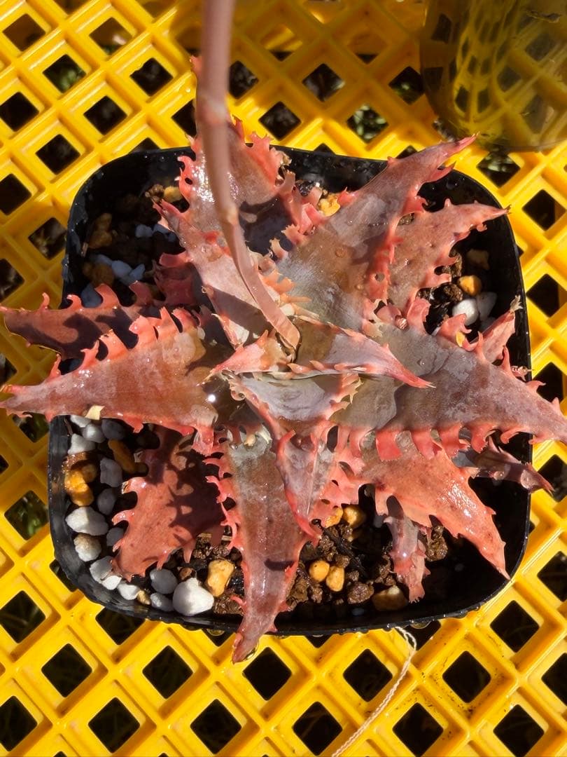 アロエ　ハイブリッド　Aloe hybrid 第四種　Maー33