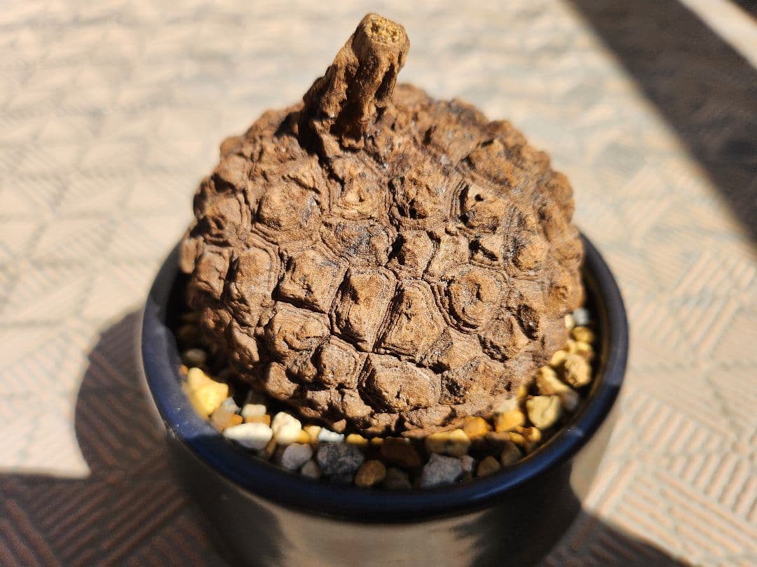 ステファニア スベローサ 塊根植物 丸型ゴツゴツ美株 コーデックス