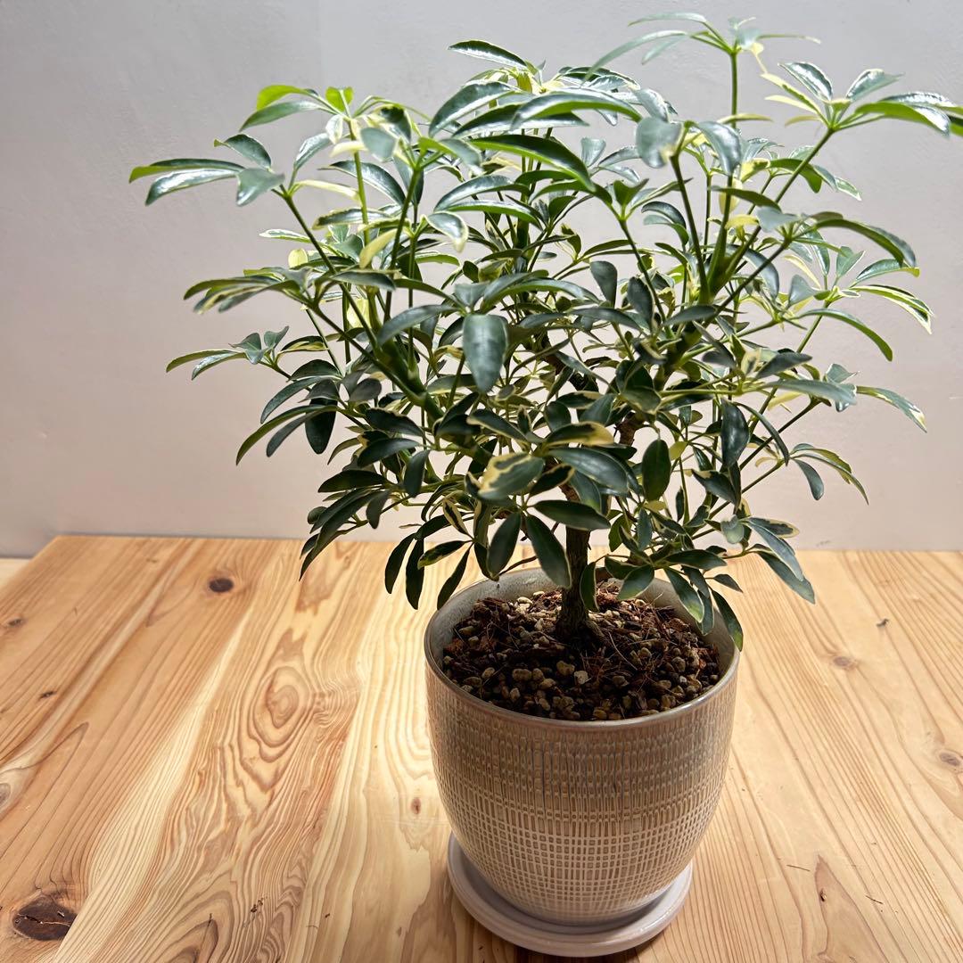 美株　シェフレラ　ムーンドロップ　5号鉢皿付き