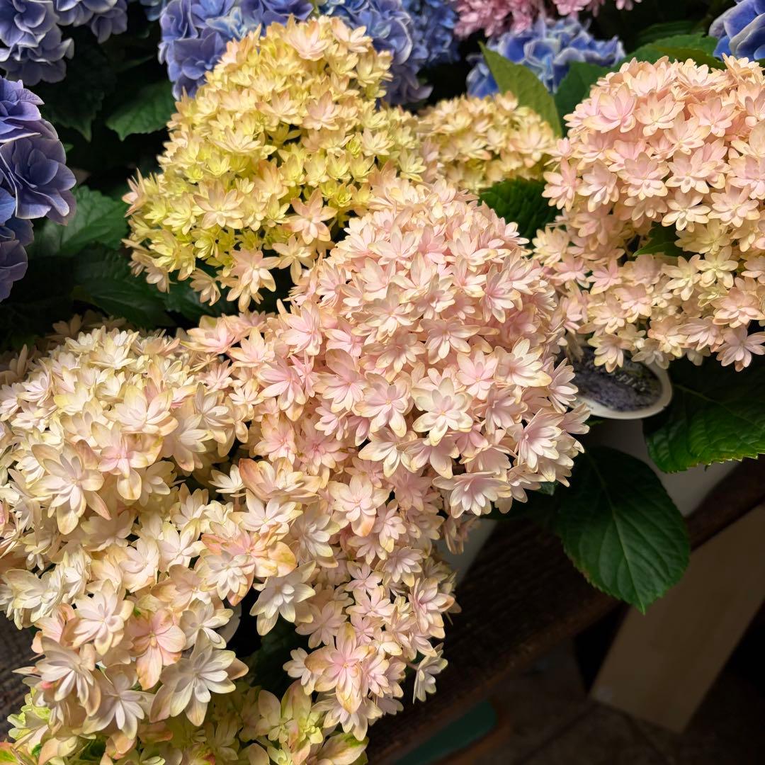 アジサイ　4種6鉢　紫陽花