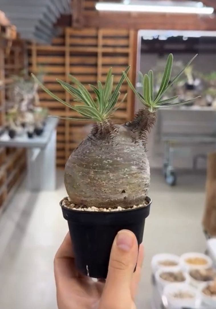 タイムセール‼︎超美株！短枝、まん丸パキポディウム グラキリス（発根済）