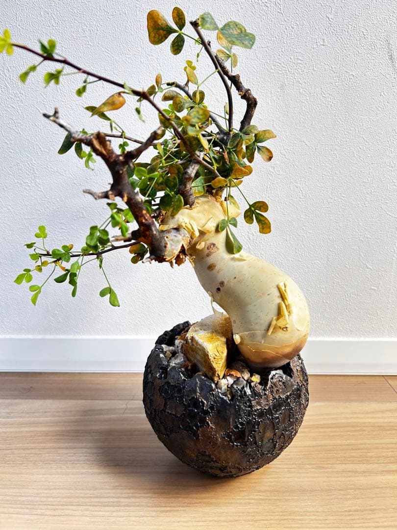 【発根済】コミフォラカタフ ピュア ソマリア産 中川智治