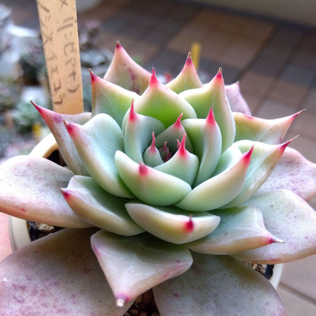 札付miso苗⭐️桃大福⭐️(大福コロラータ×リンゼアナA)×イエコラ ミソ苗