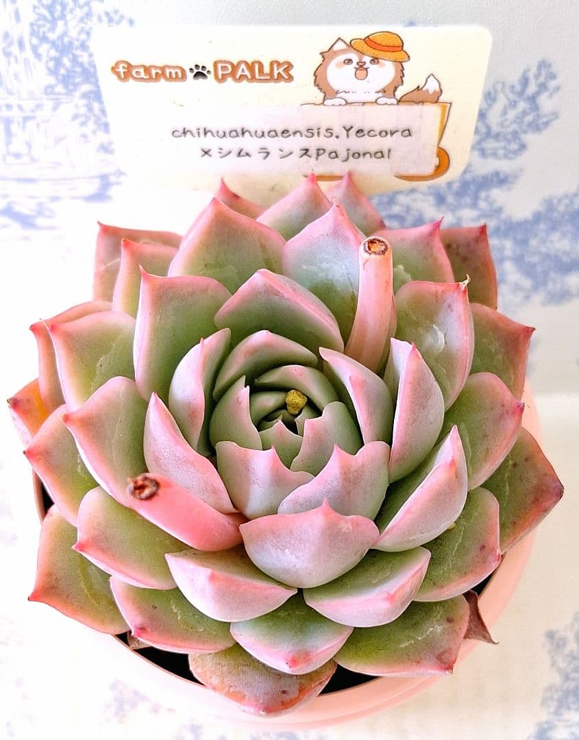 チワワエンシスイエコラ×シムランスパジョナール札付きポットごとファームパルク苗