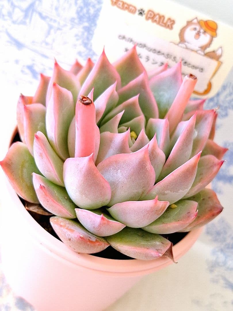 チワワエンシスイエコラ×シムランスパジョナール札付きポットごとファームパルク苗