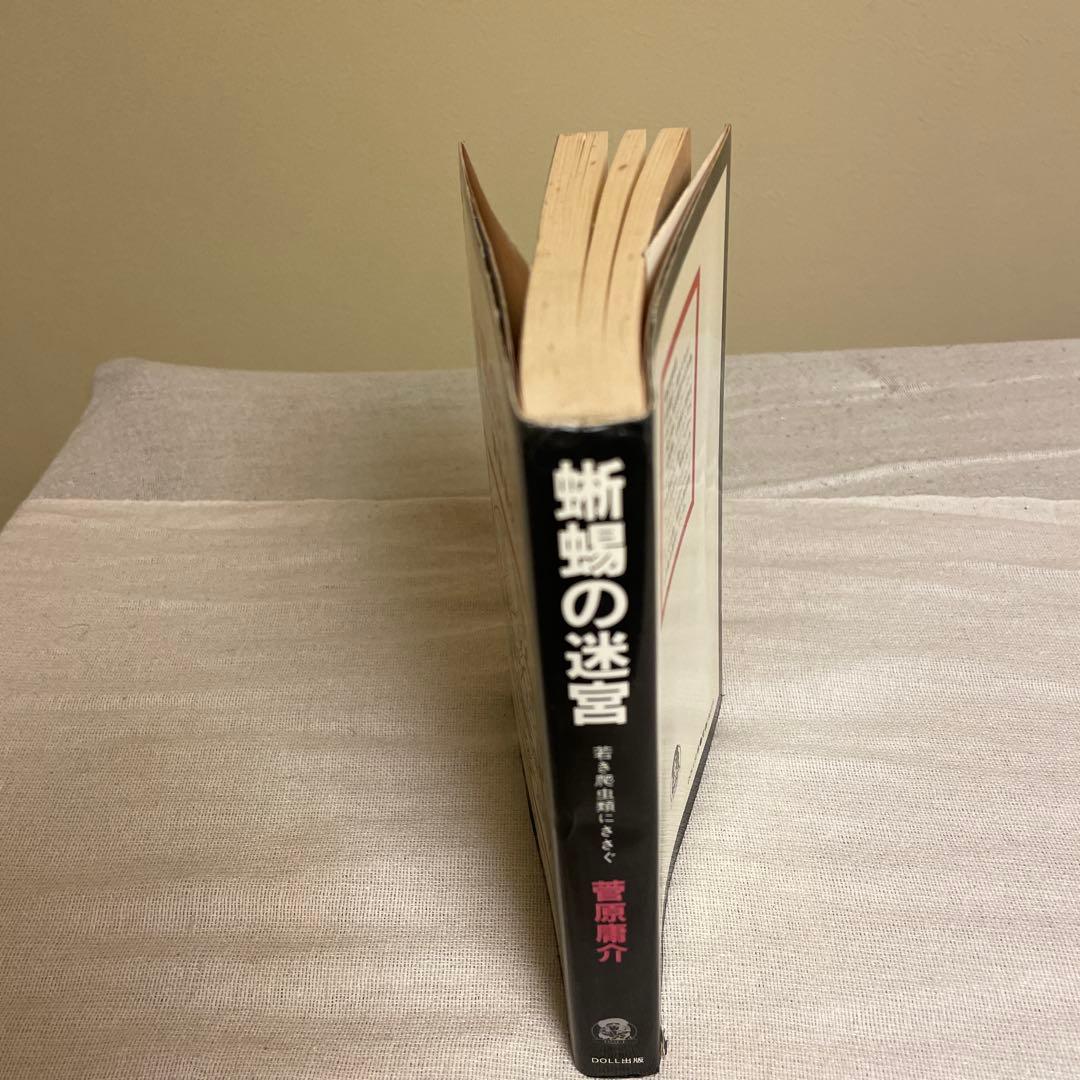 蜥蜴の迷宮　菅原庸介　DOLL出版