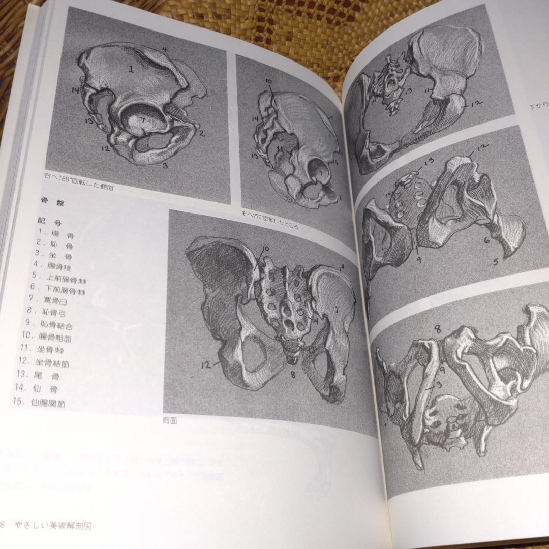 やさしい美術解剖図 J.シェパード著