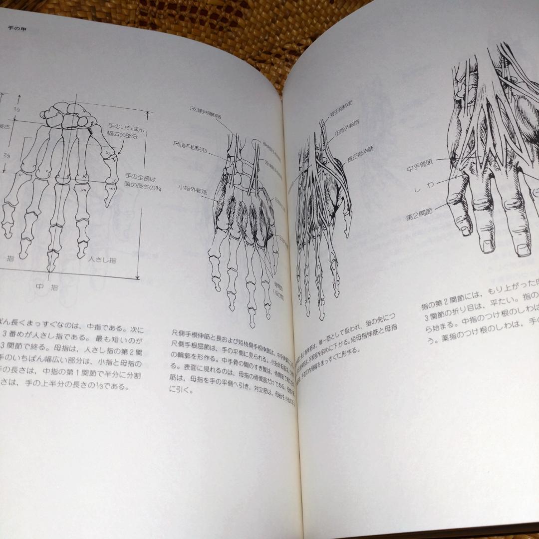 やさしい美術解剖図 J.シェパード著